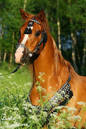 arab 04