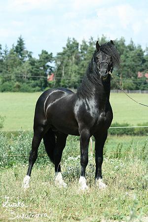 welsh 01